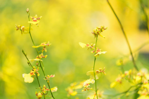 Spring scenes of yellow oncidium orchid branch in the garden with abstract green soft nature background and copy space wallpaper Spring scenes of yellow oncidium orchid branch in the garden with abstract green soft nature background and copy space wallpaper oncidium orchids stock pictures, royalty-free photos & images