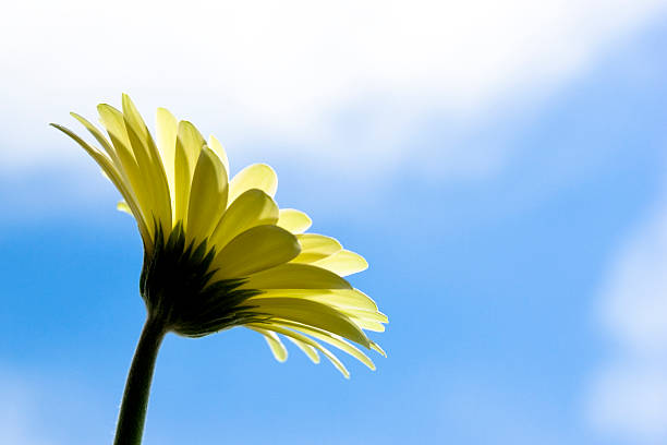 istock Daisy Closeup Against a Blue Sky, Vivid Colors 90407286