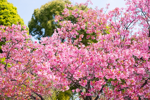beauty Cherry blossoms scene shot in japan