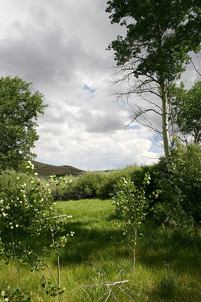 Wild y verde, Nevada - foto de stock