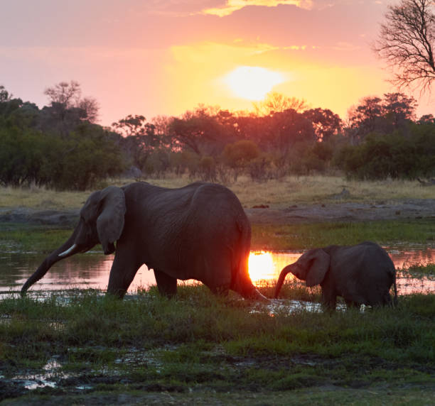 Elephant mother and calf in the sunset stock photo