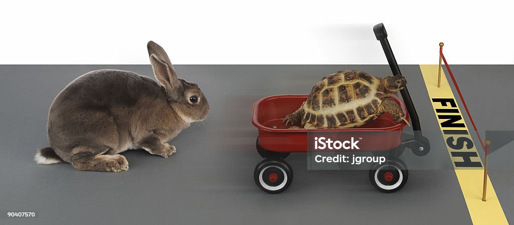 working smart  Rabbit - Animal Stock Photo