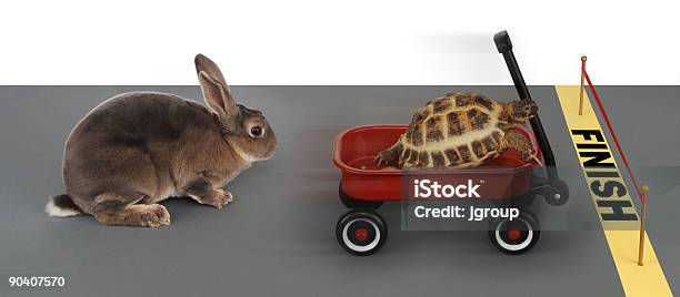 Working Smart Stock Photo - Download Image Now - Rabbit - Animal, Tortoise, Turtle