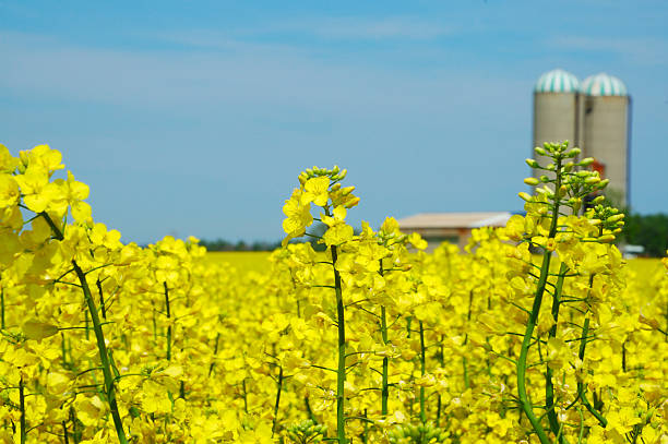 Rapeseed field with silos in the background stock photo