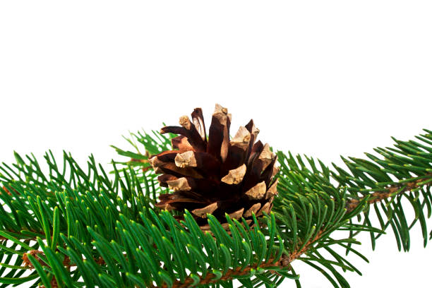 istock Branch of fir-tree and cone on a white background 904077502