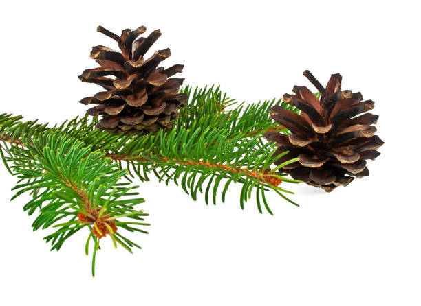 istock Branch of fir-tree and cone on a white background 904077614