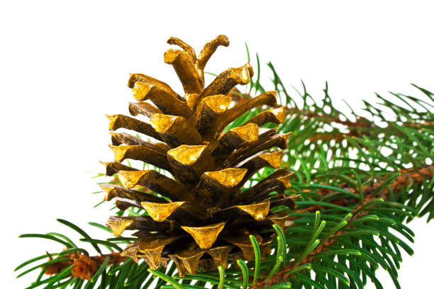 istock Branch of fir-tree and cone on a white background 904077650