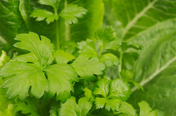 istock Salad, spinach, parsley leaves, closeup, blur, texture. 904078016