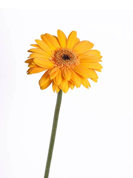 Photo of Sunny flower