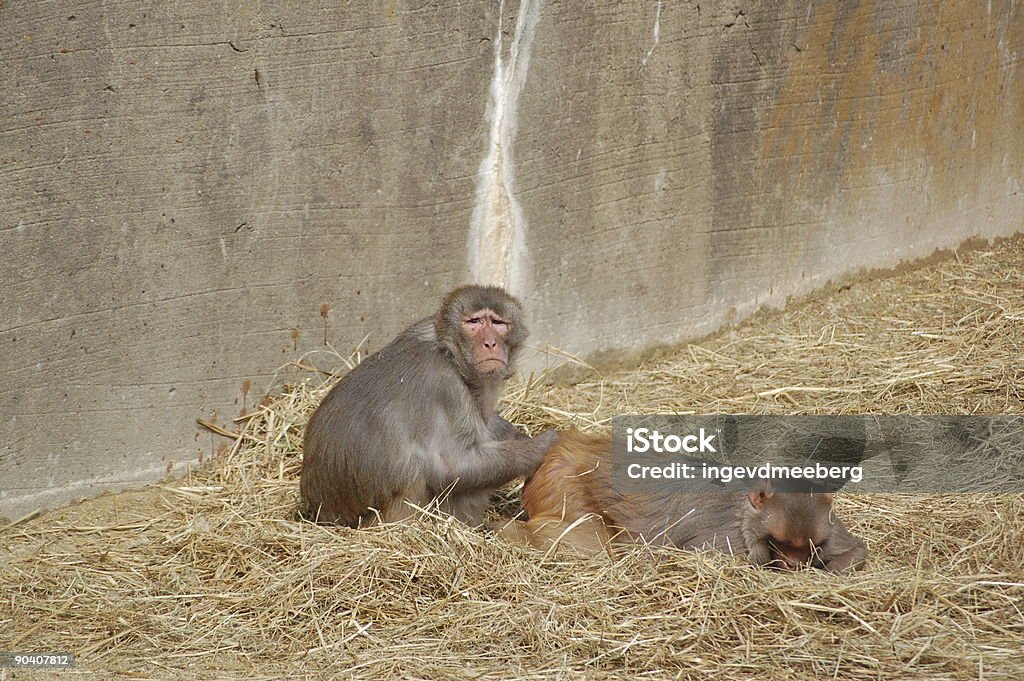 Zwei Affen - Lizenzfrei Berühren Stock-Foto