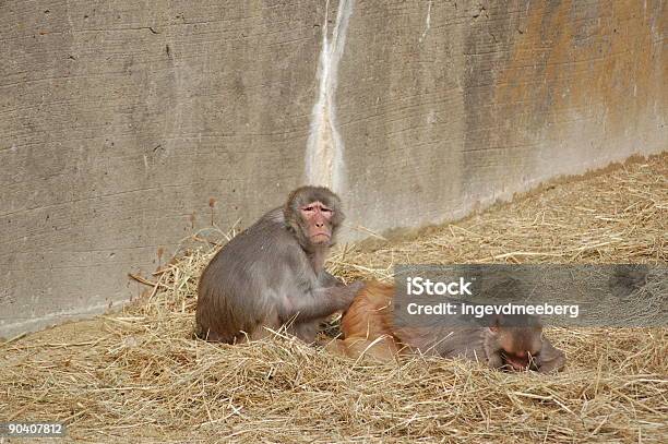 Zwei Affen Stockfoto und mehr Bilder von Berühren - Berühren, Enttäuschung, Farbbild