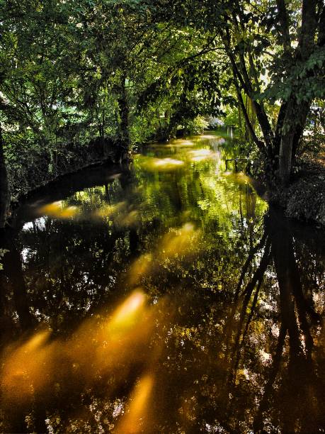 istock golden river dappled sunlight beauty in nature sunlight landscape 904079264