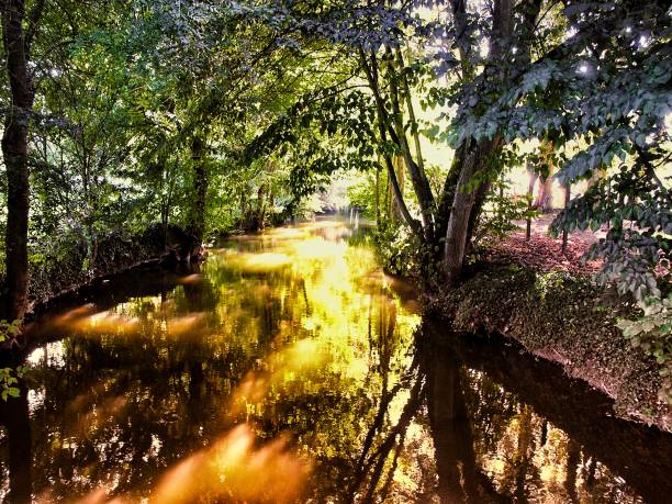 istock golden river dappled sunlight beauty in nature sunlight landscape 904079276