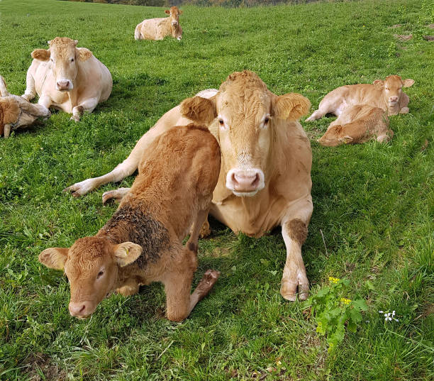 istock Aquitaine, Cattle, calf 904079538