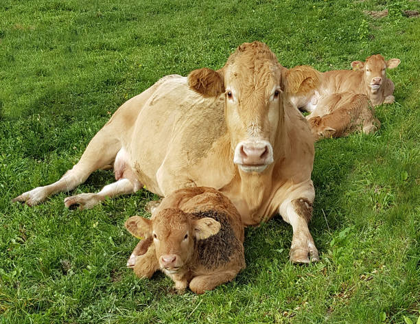 istock Aquitaine, Cattle, calf 904079612