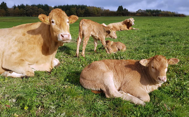 istock Aquitaine, Cattle, calf 904079624