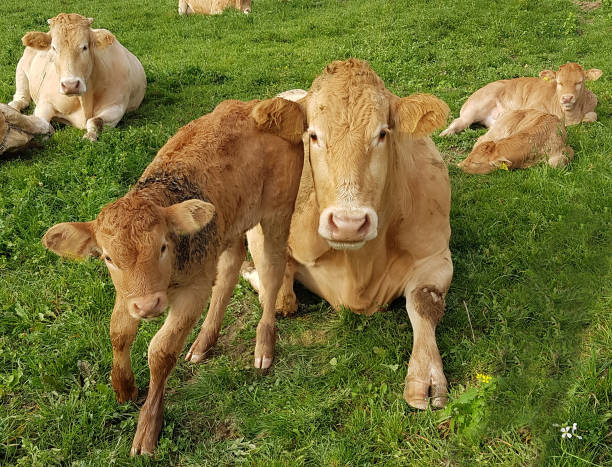 Aquitaine, Cattle, calf