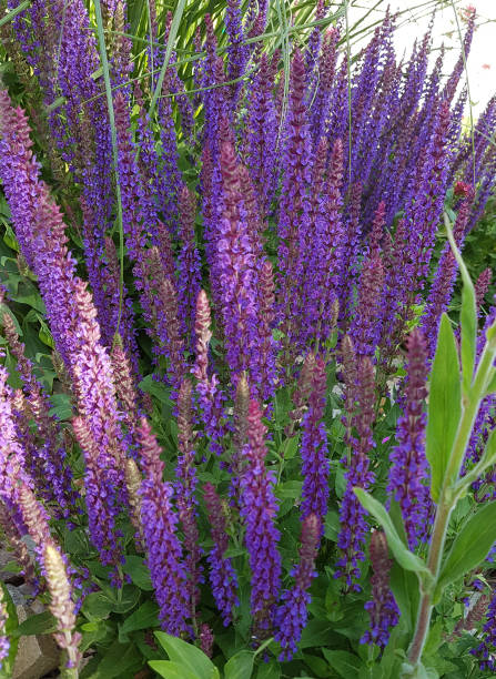 istock Salvia, nemorosa 904079878