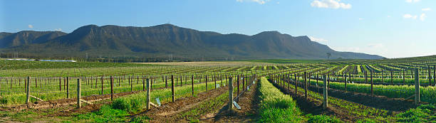 hunter valley, de los viñedos de una colina panorama, nsw australia - downunder fotografías e imágenes de stock