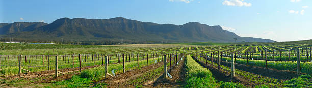 Hunter Valley, Vineyards on hillside Panorama, NSW Australia  downunder stock pictures, royalty-free photos & images