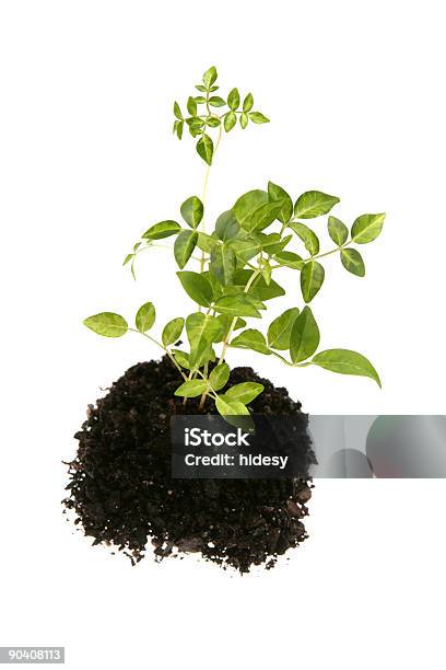 Fresh Growth Stock Photo - Download Image Now - Agriculture, Color Image, Concepts