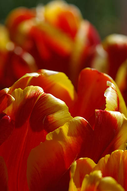 Red &amp; Yellow flowers stock photo