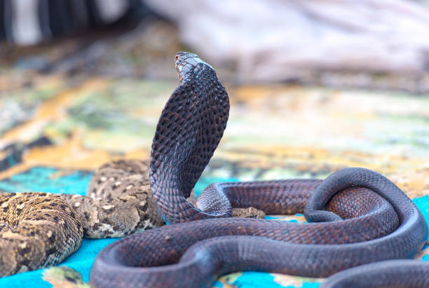 istock Beautiful Black Cobra, Cobra snake 904082416