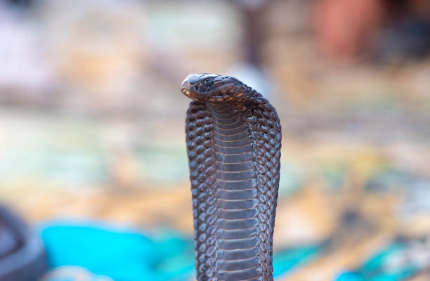 istock Beautiful Black Cobra, Cobra snake 904082564