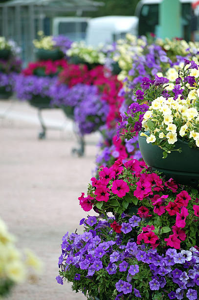 istock flowers in the city 90408279