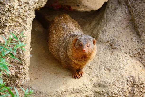 istock Common dwarf mongoose (Helogale parvula) sits near the burrow 904083478