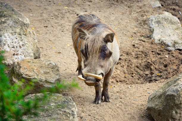 Common warthog (Phacochoerus africanus). Front view Common warthog (Phacochoerus africanus). Front view warthog stock pictures, royalty-free photos & images