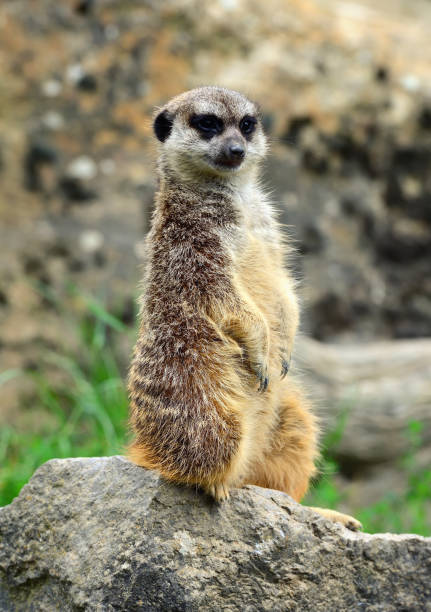 istock Meerkat family member (Suricata suricatta) on guard 904083770
