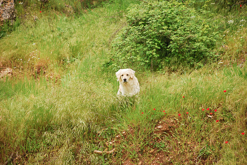 Playful Golden retriever in a field