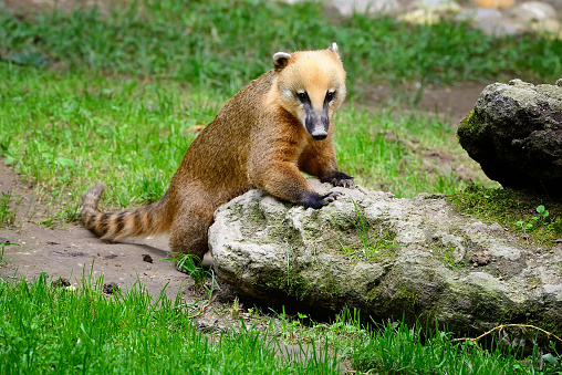 Cute coati (Nasua), wild animal looking like raccoon
