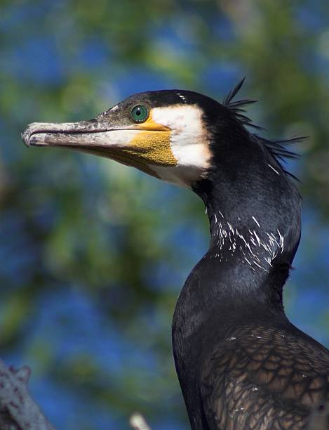 istock Great Cormorant portrait, in Danube Delta 90408393