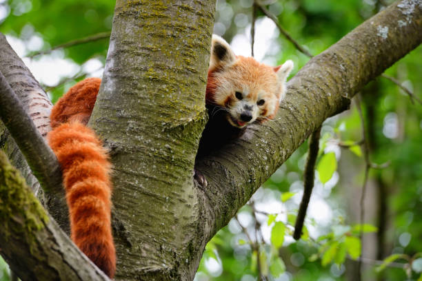 istock Red Panda, Firefox or Lesser Panda (Ailurus fulgens) sitting in a tree 904083958