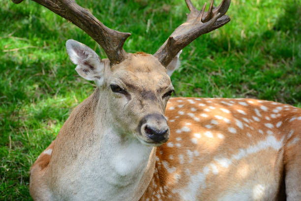 masculino adulto cervos de sika descansando na grama - herbivorous close up rear end animal head - fotografias e filmes do acervo