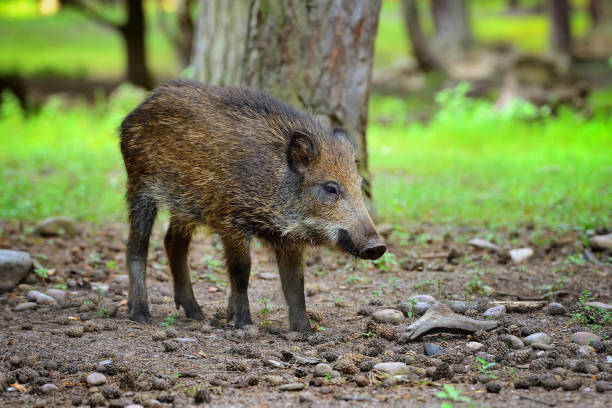istock Young wild boar in the forest. Selective focus 904084020