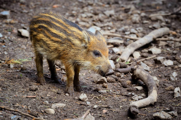 istock wild boar baby is looking around 904084126