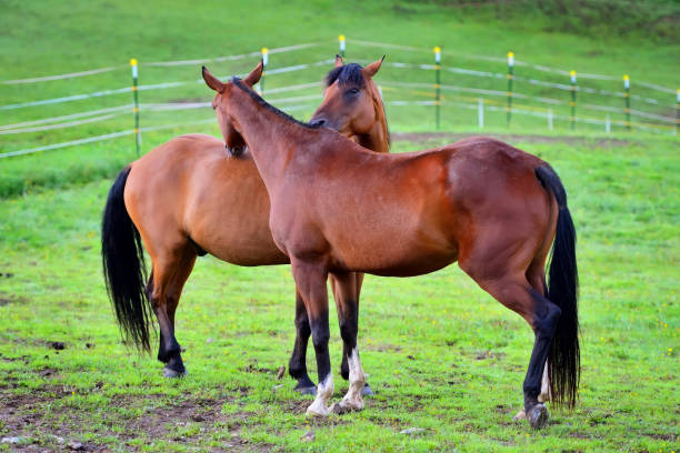 istock Two young horses together on pasturage in summer 904084246