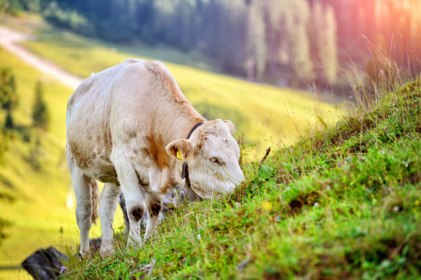 istock Cow grazing on a mountain pasture. Summer sunny morning 904084282