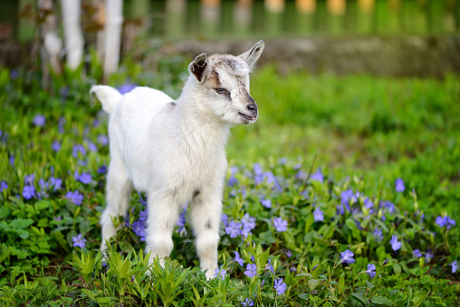 White baby goat standing on green lawn with flowers periwinkle (Vinca major)