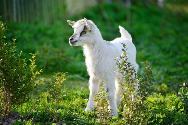 istock White baby goat standing on green lawn on a sunny day 904084462