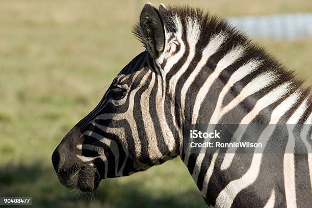 Zebra Stock Photo - Download Image Now - Animal Eye, Animal Mane, Animal Nose