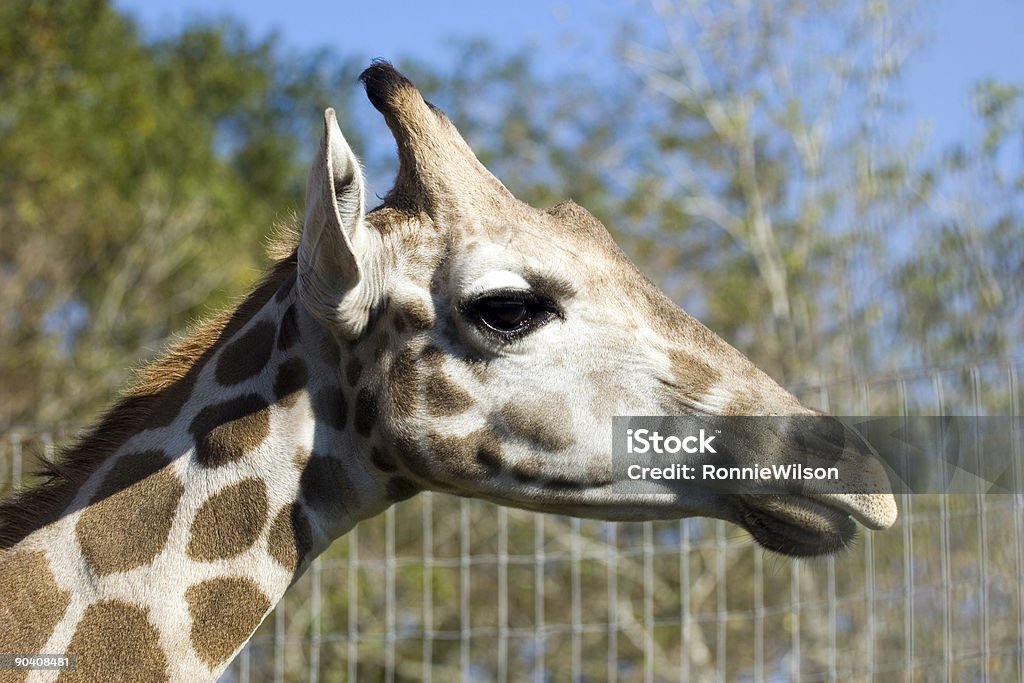 Girafa - Royalty-free Animal Cativo Foto de stock