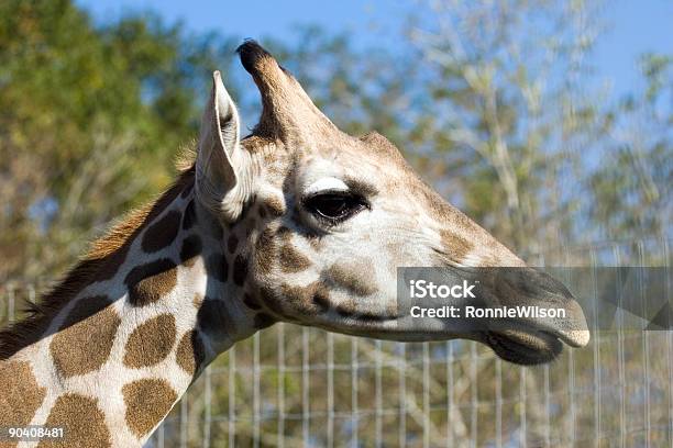 Girafa - Fotografias de stock e mais imagens de Animal Cativo - Animal Cativo, Fotografia - Imagem, Girafa