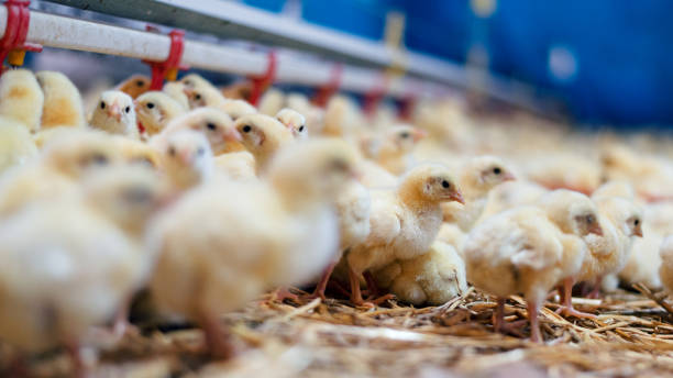 istock Large Group of Baby Chicks on Chicken Farm 904084890