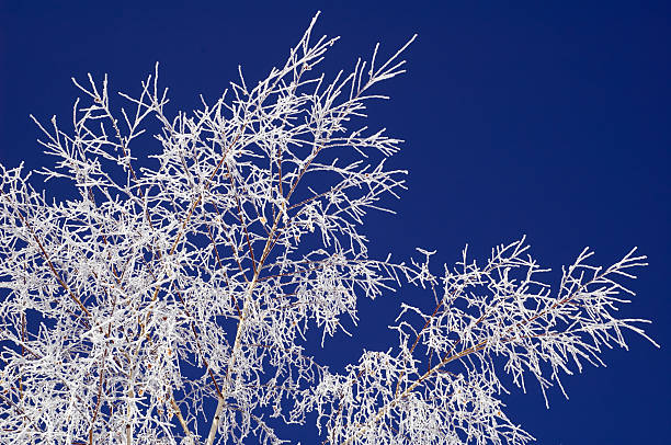 istock Hoar-frost on birch and blue sky 90408938