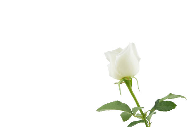 macro photo of a white rose with small raindrops in front of a soft background