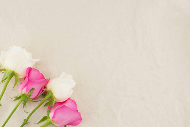Pink and white roses on white muslin fabric with copy space